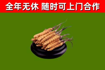 岑巩县回收散虫草